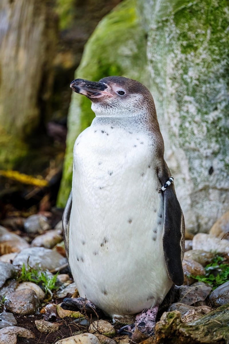 Penguin Encounters